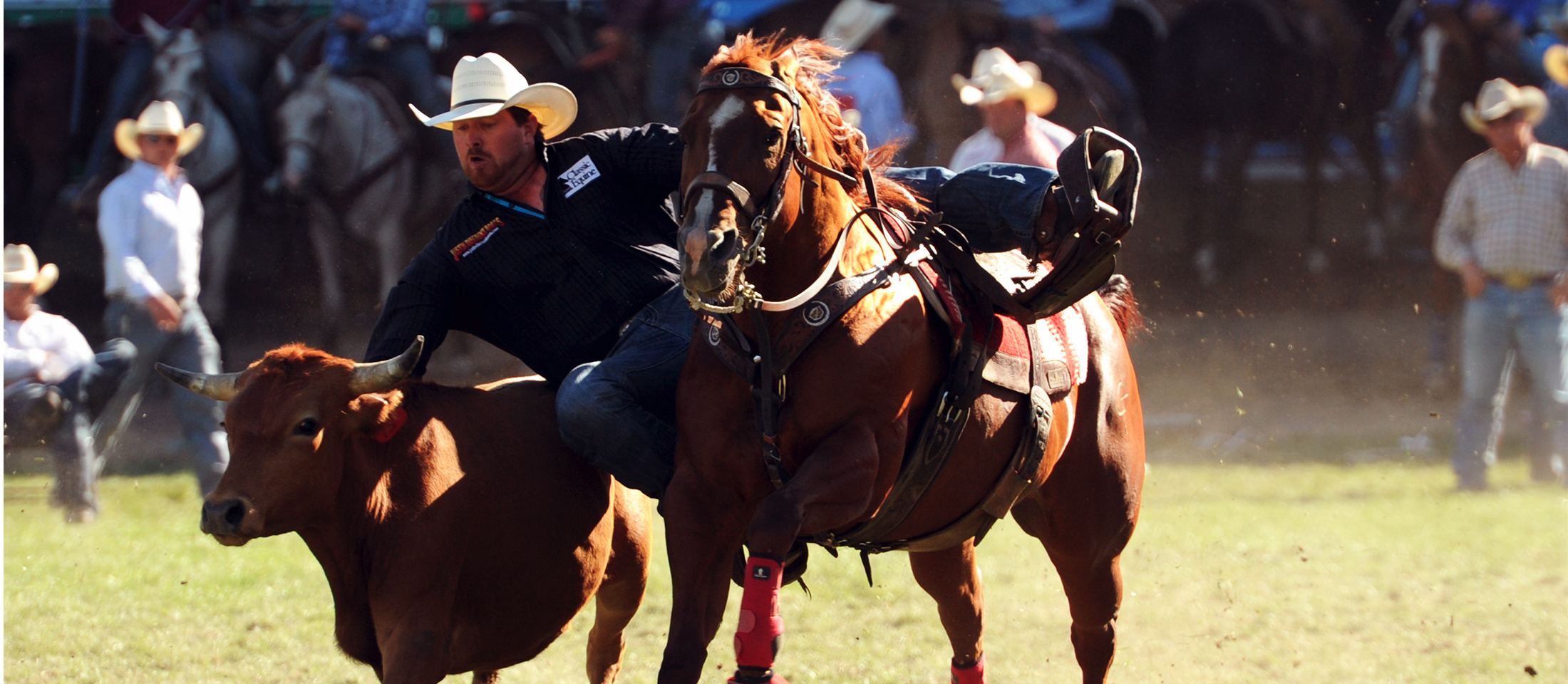 Un vaquero colgando de su caballo mientras corre detrás de un novillo y él está tratando de luchar contra el novillo, compitiendo en rodeo en el Pendleton Roundup.